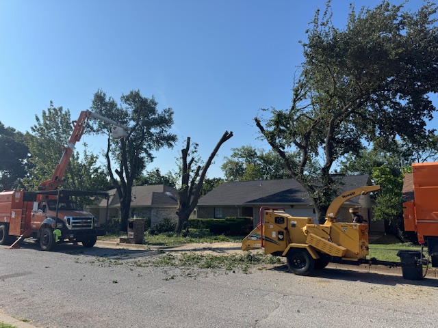 Professional arborist performing a precision cut on a large oak tree