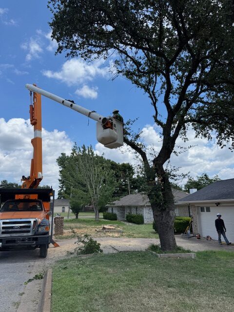 Hazardous Tree Removal