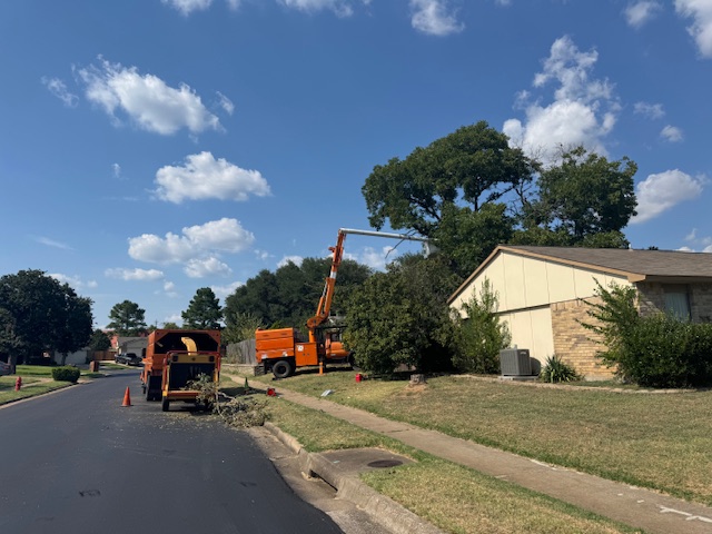 Professional arborist performing precision pruning on a large Texas oak tree
