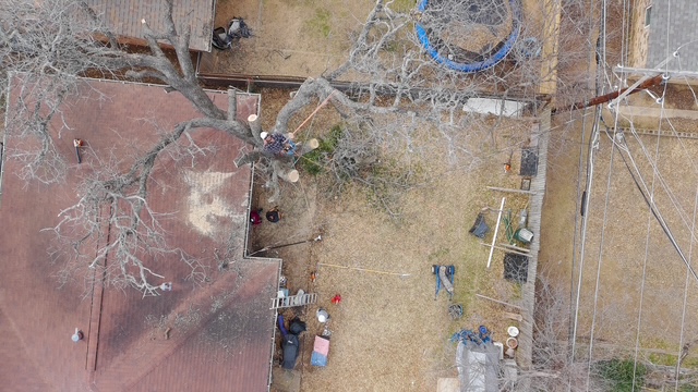 Expert Arborist Diagnostics