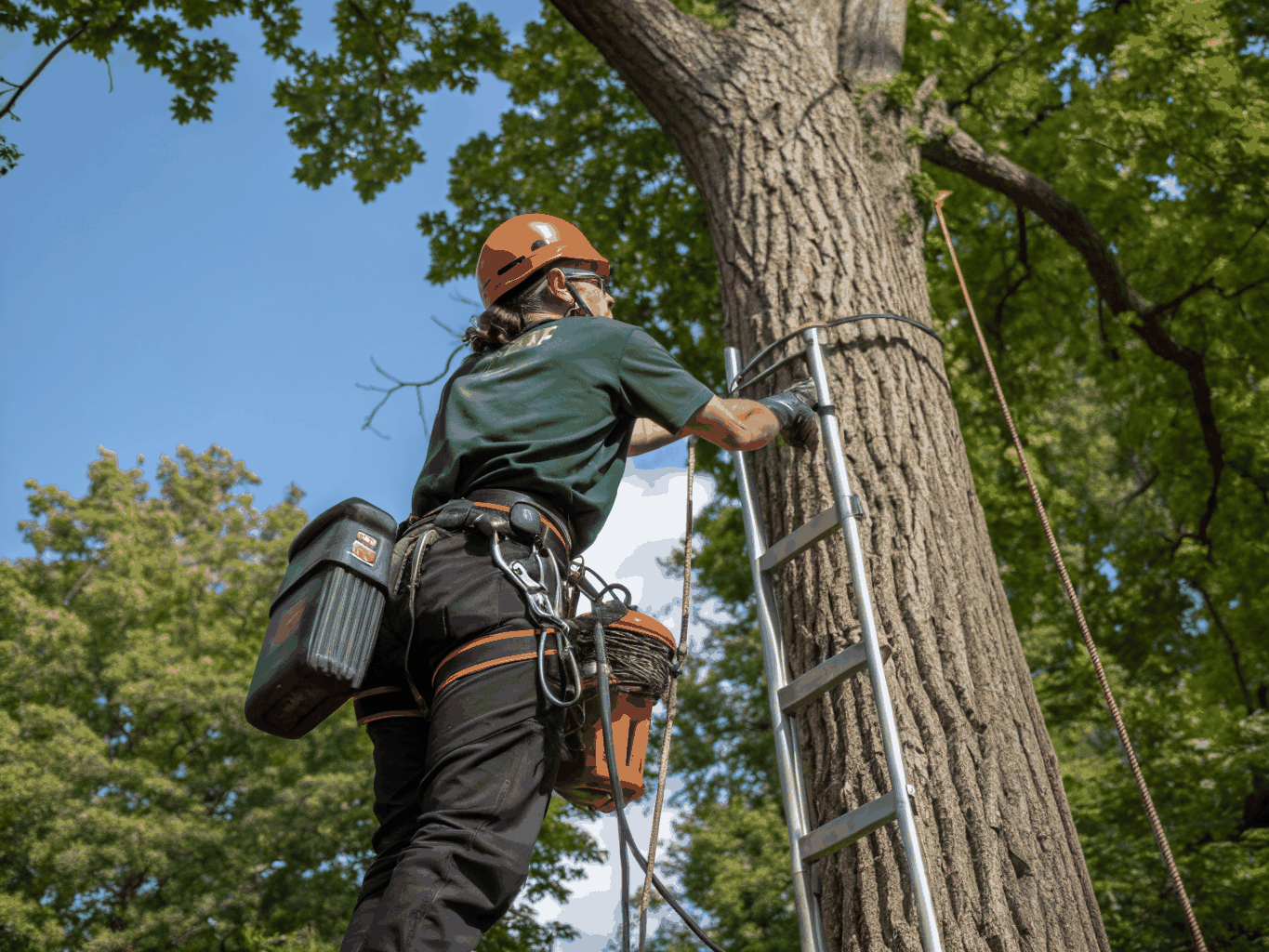 Arborist inspecting the canopy of a mature oak tree in Fort Worth
