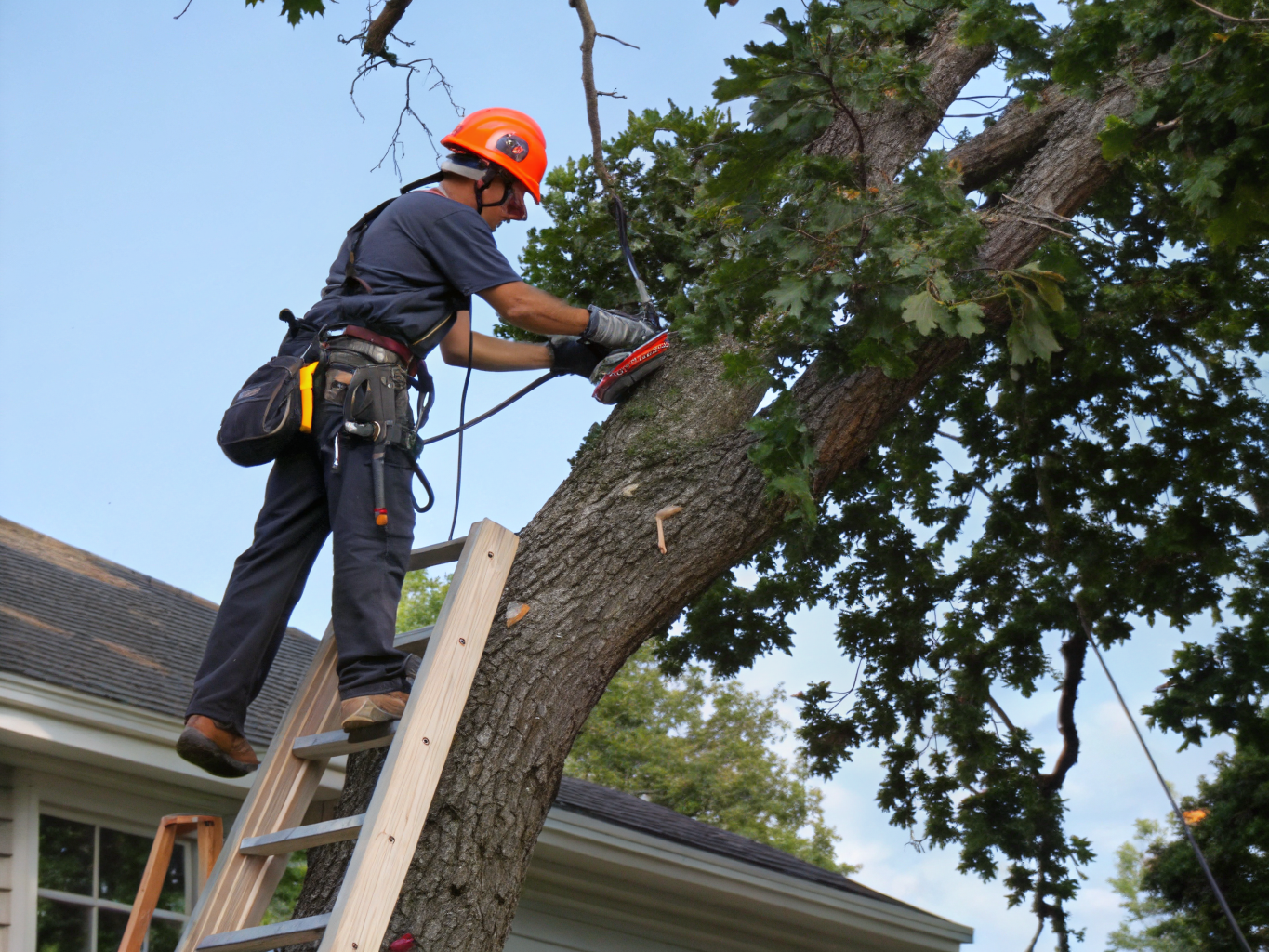 Certified arborist performing a professional tree risk assessment